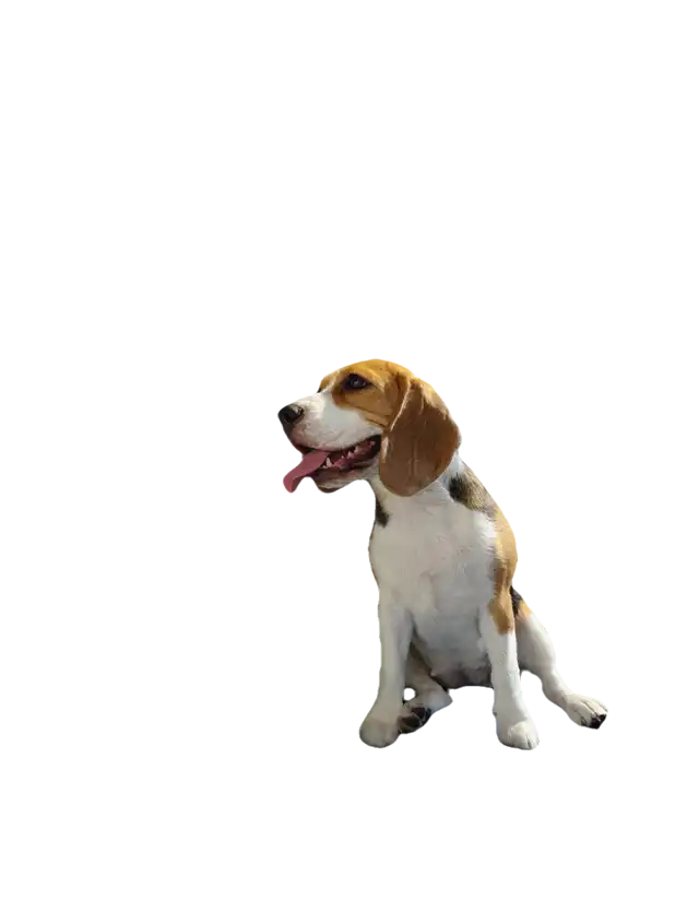 Redmi Note 14 Pro 5G